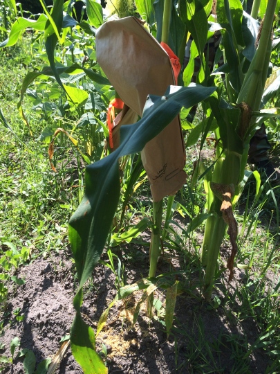 Bag of pollen placed over the ear of corn. Photo by Elizabeth Hoover