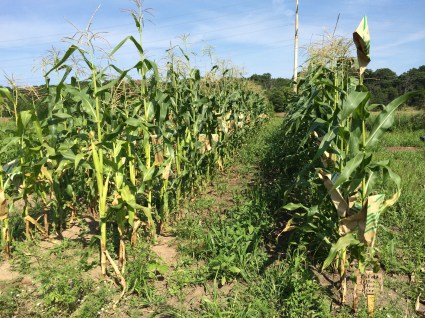 Dakota Yellow Flour Corn, a rare heritage variety of corn. The bags over the corn cobs are to ensure that foreign corn pollen does not drift into the field and cross-pollinate this corn. Ernie pointed to this field; “if you notice it's been hooded. Corn condoms. We had instruction yesterday from a group of young people from the AIDS task force and they talked about safe sex. And in the morning we gave them a lesson on this so they had a safe sex for vegetables, safe sex for humans in the afternoon”. Photo by Elizabeth Hoover