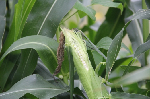 Ear of white corn. Photo by Angelo Baca