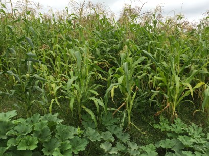 Edge of one of the white corn fields, planted with pumpkins to discourage raccoons and deer from entering. Photo by Elizabeth Hoover Augu