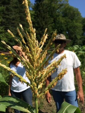 Corn tassel (where the pollen comes from). Photo by Elizabeth Hoover