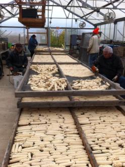 Drying corn in the greenhouse. Photo by Elizabeth Hoover (October 2013)