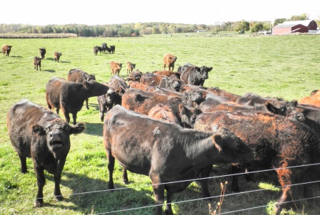 Tsyunhehkwa also maintains a herd of about 80 grassfeed cows. Photo by Elizabeth Hoover (October 2013)