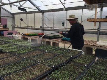 Don Charnon watering the starts. Photo by Elizabeth Hoover, April 2014