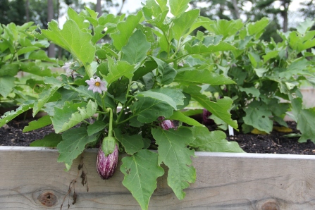 Eggplant growing in the Blue Wing community garden. Photo by Elizabeth Hoover