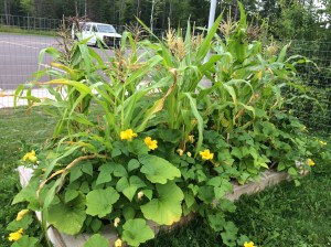 Three Sisters garden, built by Jeremy's program, which aims to bring youth and elders together to work in these gardens. Photo by Elizabeth Hoover