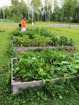 Sandra Corbine examines the raised beds at the Elders Center. They’ve had these gardens for 3 or 4 years. Elders stop by and take care of these gardens, and then the food goes into the elders’ lunches. Sandra also got a grant to get more vouchers made available to elders that they can use to shop with local farmers (like Don’s berry patch and Bob the corn man), as well as the Ashland food co-op. Photo by Elizabeth Hoover