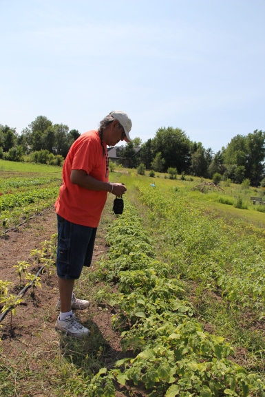 Ernie Whiteman, DOWH Cultural Director, eyeing the ground cherries. Photo by Angelo Baca