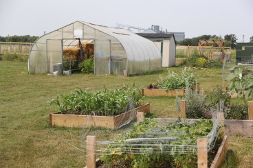 Greenhouse and raised beds, with wire to try to discourage the deer. Photo by Angelo Baca
