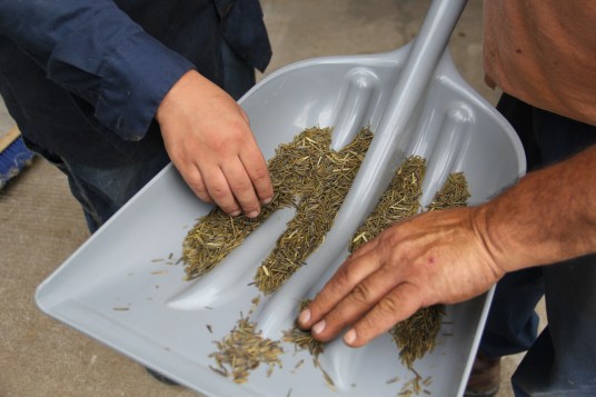 Bruce and Sage then examine the rice, making sure the settings on the machine are taking off the chaff without breaking the kernels. Photo by Elizabeth Hoover