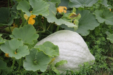 Hubbard squash growing in the hugelkultur bed. Photo by Angelo Baca