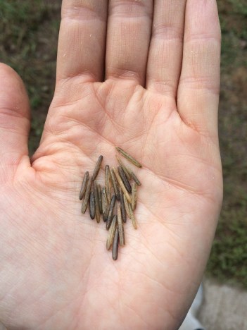 The finished rice. Photo by Elizabeth Hoover