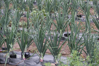 Organic onions, which will go towards local students' lunches. Photo by Angelo Baca