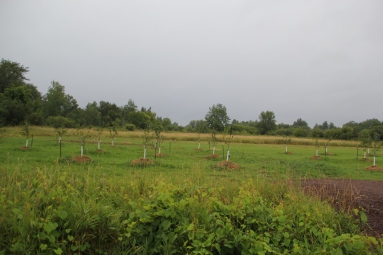 Orchard at the Gitiganing site. Photo by Angelo Baca
