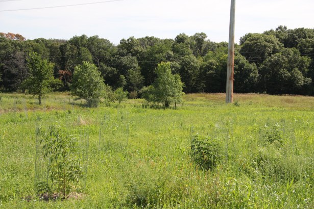 The beginnings of an indigenous fruit orchard. DOWH recently planted Planted 200 trees, including wild plums, highbush cranberries, blueberries, mulberries, elderberries, and buffalo berries. Photo by Angelo Baca