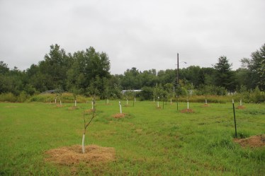 Gitiganing orchard. Repairing the hoop house in the background is one of the planned projects for next season. Photo by Angelo Baca