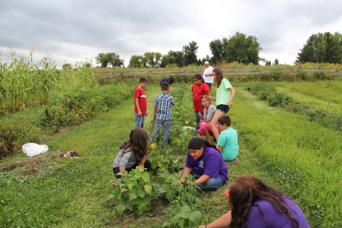 Ho-Chunk youth picking beans. Photo by Elizabeth Hoover