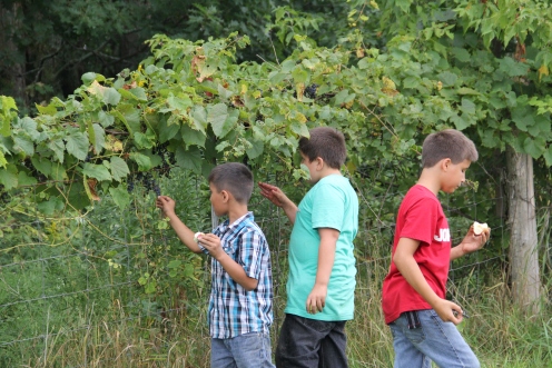 Picking wild grapes. Photo by Elizabeth Hoover