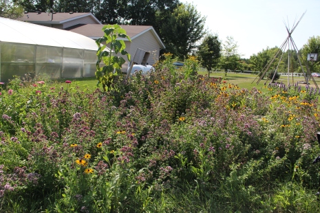 Pollinator garden at DOWH. Photo by Angelo Baca