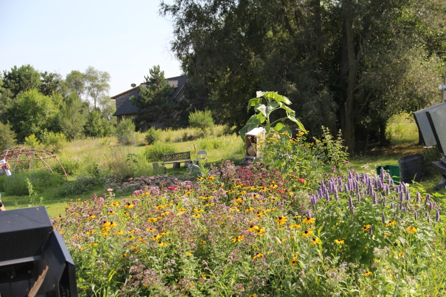 Pollinator garden to feed the bees. In the background is the frame of a sweat lodge for the Women's Circle that meets each month between April and November host full moon ceremonies and discussions about traditional foods. Photo by Angelo Baca