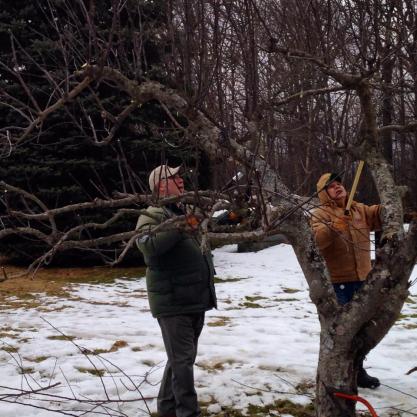 Pruning apple trees at a FIOM workshop in March. Photo courtesy of Food Is Our Medicine