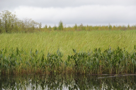Arrowroot is one of the plants the wild rice has to compete with. Photo by Angelo Baca