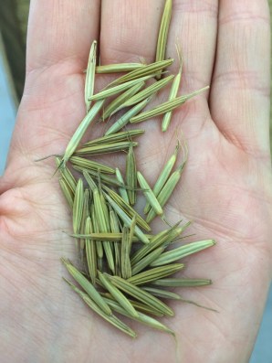 The rice is now parched, but still in hulls. Photo by Elizabeth Hoover 8/30/14