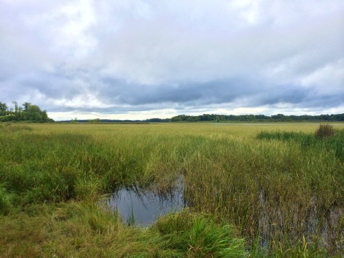 Stands of wild rice on Kettle Lake, Fon du Lac. Photo by Elizabeth Hoover, 8/30/14