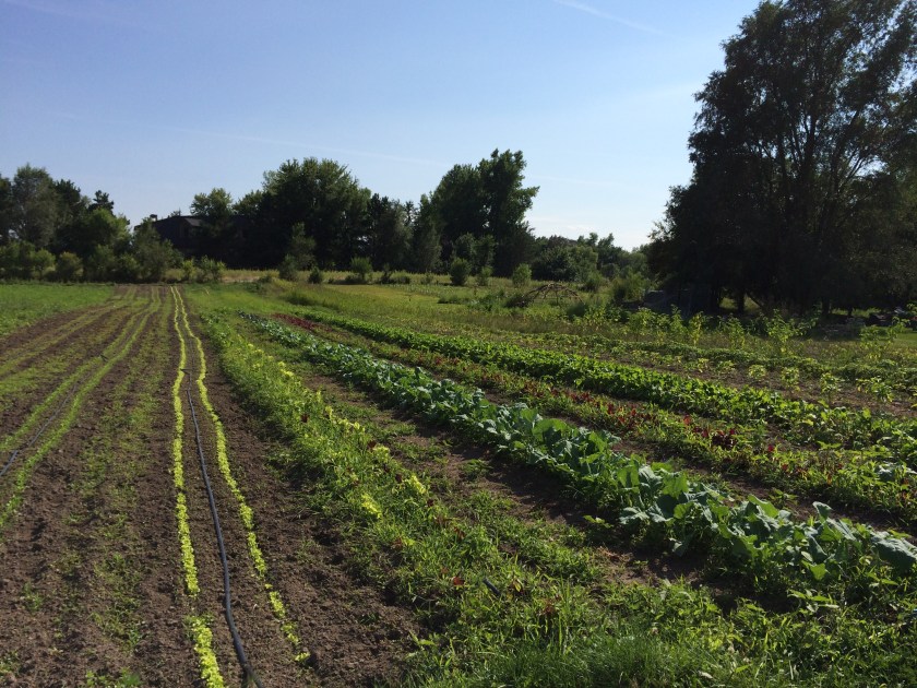 Tidy rows of vegetables, grown in succession to provide produce throughout the summer. As Diane described,  “The soil out here is really depleted so we’ve spent a lot of time and energy and funds to reestablish that good relationship with the soil so that we are making sure that we are taking care of that soil as a relative and in turn that soil is taking care of us by providing all the food.” Photo by Elizabeth Hoover