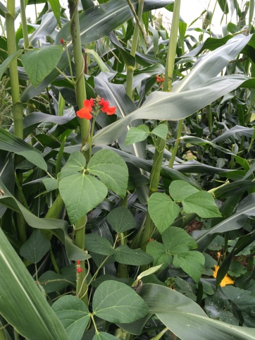 Scarlet Runner bean flower. According to Outreach Coordinator Jonesey Miller (Menominee), they're called Bear Beans, because the large black and purple beans look a bit like bears. Photo by Elizabeth Hoover (August 20140)