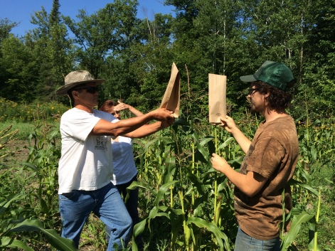Zach teaching Stan Alexander how to hand pollinate corn, but first collecting pollen from the corn tassel. Photo by Elizabeth Hoover