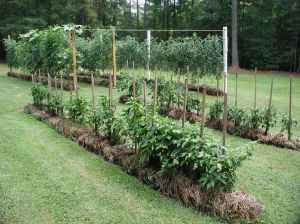 Example of a straw bale garden. Photo courtesy of Roots Simple