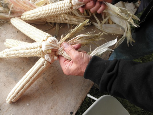 Sugar Bear braiding corn. Photo by Elizabeth Hoover (October 2013)