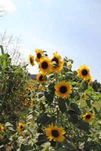 Heritage sunflowers at the DOWH farm. Photo by Angelo Baca