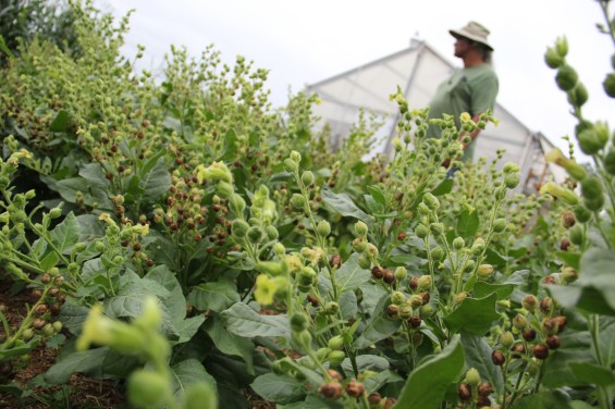 Don also manages a patch of traditional tobacco, which isn't sold but rather traded to community members who use it in prayer. This particular variety came from the Hopi tribe, and has been gradually adapted to Wisconsin weather over the past several years. Photo by Angelo Baca