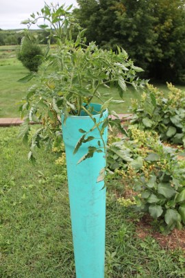 One of Dons experiments: planting tomatoes inside tubes, so they will be waist high, and easier to tend for people who have trouble bending over. Photo by Angelo Baca