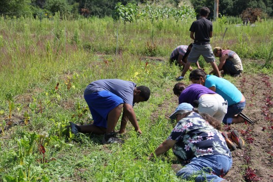 Garden Warriors and DOWH staff weeding the beets. In the flowered shirt is Hope (Seneca) who has been working at DOWH for several years, Cedric (Oneida & Dakota), me in the purple shirt, Estelle (Dakota), a new DOWH staff member in the turquoise shirt, Jonathan (Dakota) standing, Aidan (who is working on a bachelors degree in horticulture at Univ of MN) and Dwayne (Oneida and Dakota) at the far left. Photo by Angelo Baca
