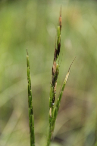 Close up of wild rice growing in the Kakagon Slough. Photo by Angelo Baca