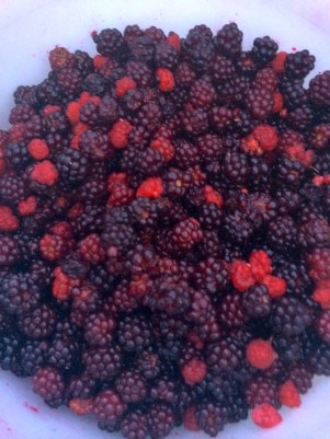 Raspberries and blackberries! Picked by the Mawinzo Asiginigaazo berry pickers society. They tasted amazing after a long day of riding!. Photo by Elizabeth Hoover