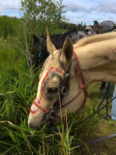 Brody grazing.Photo by Elizabeth Hoover