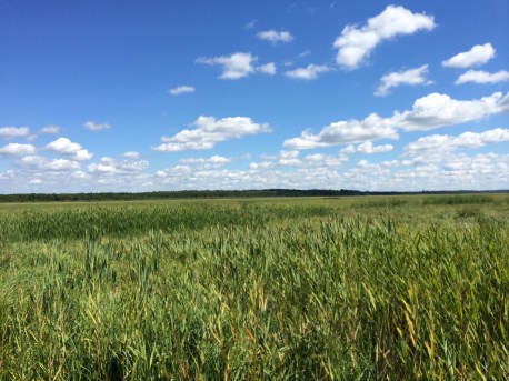 Big Rice Lake, what Winona LaDuke describes as "the mother lode of rice for our people." Photo by Elizabeth Hoover