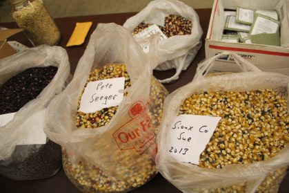Some of the corn varieties that Frank was giving away. Photo by Elizabeth Hoover
