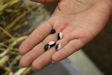 You can see why they're called orca beans! Photo by Elizabeth Hoover