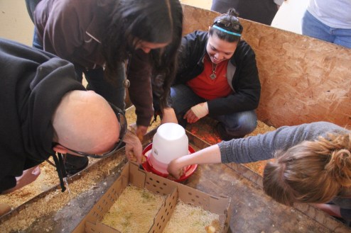 Participants taking turns giving the baby chicks a drink. Photo by Elizabeth Hoover