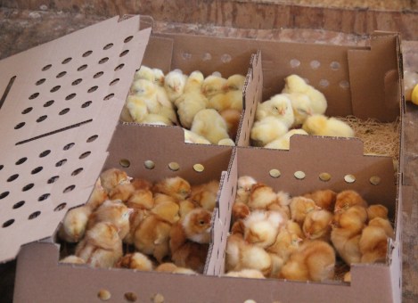 Baby chicks. Photo by Elizabeth Hoover