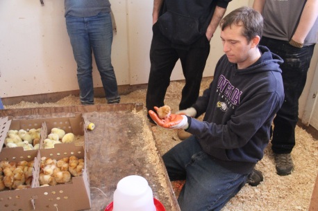 Kyle Wisneski, with a box full of day old chicks. They add a little honey to the water for their first drink, and then slide them under the brooder they've created to simulate the warm mother hen. Photo by Elizabeth 