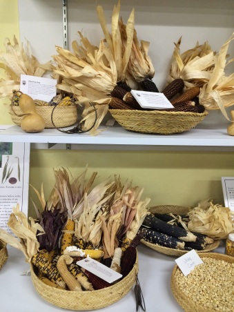 Corn display in the Native Seeds/SEARCH office. Photo by Elizabeth Hoover