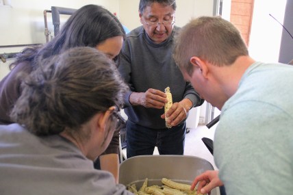 Dan Powless, food sovereignty coordinator for the Bad River Tribe, sorting through Oneida white corn. Photo by Elizabeth Hoover