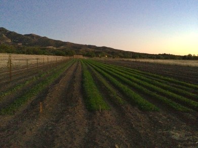 Native Seeds/SEARCH conservation farm in Patagonia AZ. Photo by Elizabeth Hoover