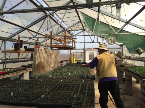 Don Charnon (Oneida), watering plants in the Tsyunhehkwa greenhouse. Photo by Elizabeth Hoover